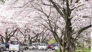 preview picture of video '海津大崎の桜（滋賀ＴＶ）'