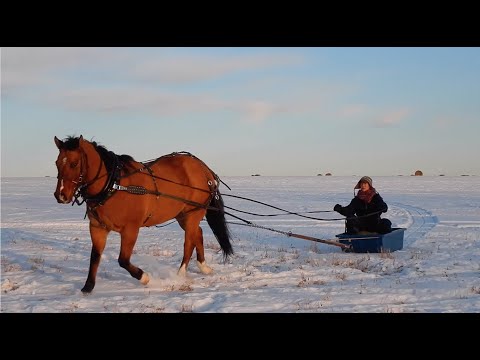 Virtual Sleigh Ride in a One-Horse-Open-Sleigh