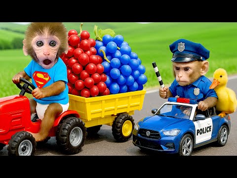 Affe Bon Bon isst eine köstliche Wassermelone und nimmt ein Schaumbad im Haus - HT Tierwelt