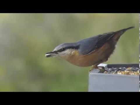 download lagu mp3 mp4 La Sittelle Torchepot, download lagu La Sittelle Torchepot gratis, unduh video klip La Sittelle Torchepot