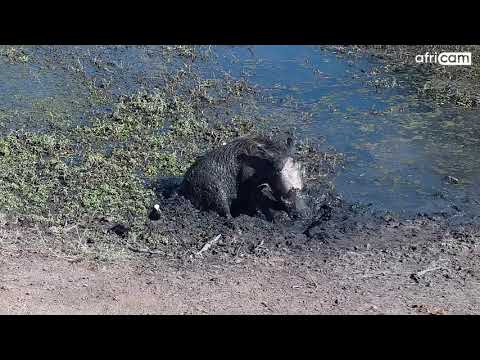 Warthog Mud Bath at Naledi Dam