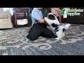 Biewer Terrier dogs for sale: Prince   - Video 1