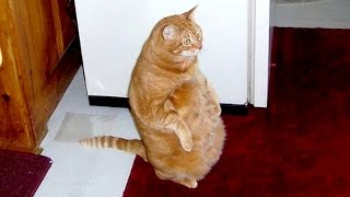 What Happened II gameplay video by TinyDragons, 10:11 duration