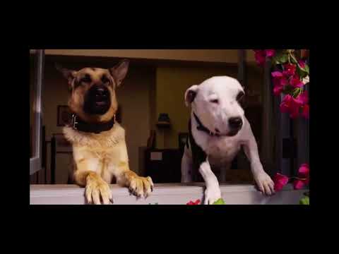 Beverly Hills Chihuahua 2 2011 ￼defending the house ￼