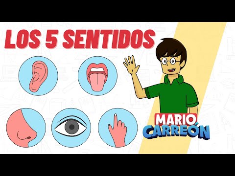 Los 5 sentidos