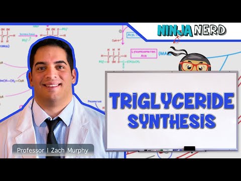 Metabolism | Triglyceride Synthesis