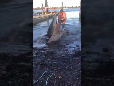 Shark Wants to Take a Bite off Its Rescuer
