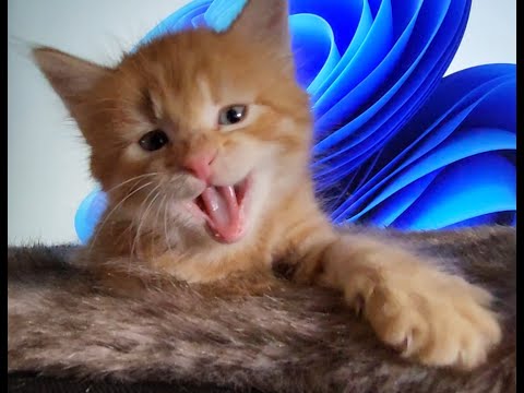 🐱My Big Cat Family - Liusia and the trash