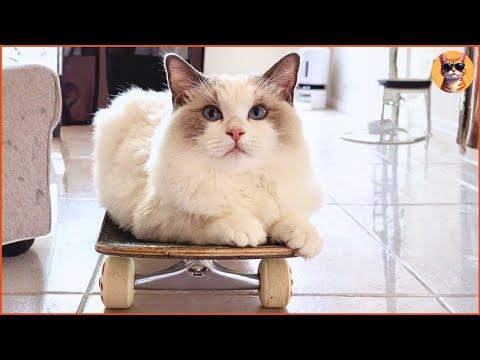 She Adopted Pooky Expecting a Normal Cat but Got a Skateboard Master Instead