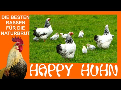 E151 The best chicken breeds for natural hatching - HAPPY CHICKEN Which chickens are good brooder...
