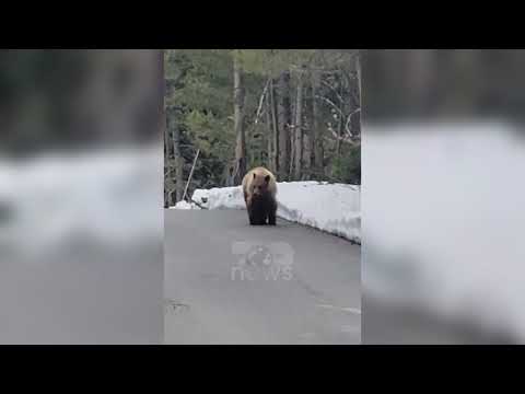 Top News - Tmerr në pyll/ Ariu i uritur ndjek burrin këmba këmbës