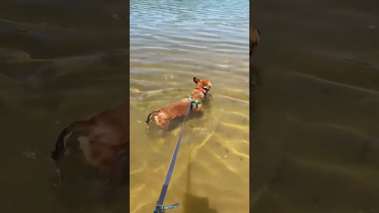 Hank, a Adoptable Mixed Breed in Asheville, NC video 6/6