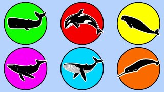 Whales: Orca, Blue Whale, Beluga, Sperm Whale, Narwal, Humpback Whale #75