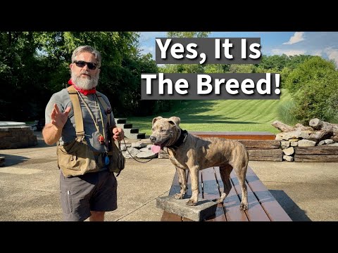 Pit Bull Attacks Baby | Is It The Breed or the Environment?