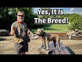 Pit Bull Attacks Baby Is It The Breed Or The Environment
