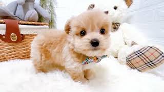 ハーフ犬の動画01