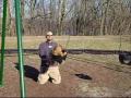 Dog On Swing