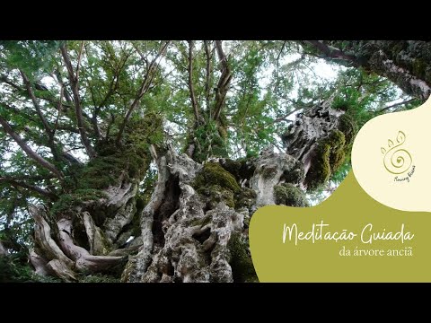 🌳 Meditação guiada da árvore anciã 🌳