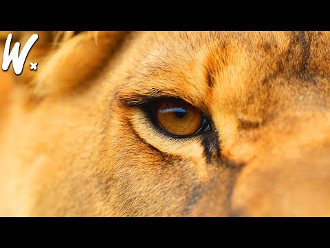 Social Structure & Behavior of Lions 🦁