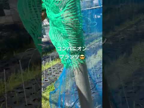 コンパニオン プランツ ゼラニウム アリウム 屋外プランター協会