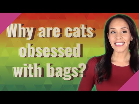 Why are cats obsessed with bags?