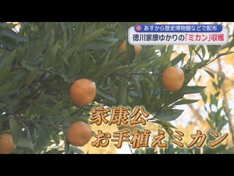 YouTube Video 徳川家康ゆかりのミカンの収穫　静岡県の天然記念物「家康公のお手植えのミカン」