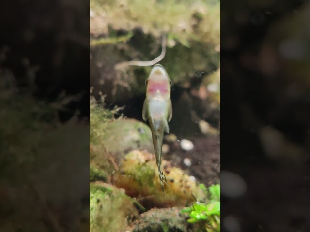 Judge.me YouTube video placeholder