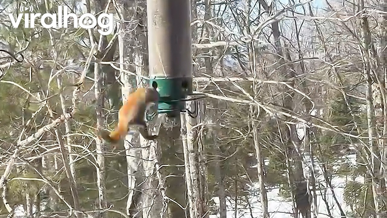 Squirrel Gets Stuck on Spinning Bird Feeder || ViralHog