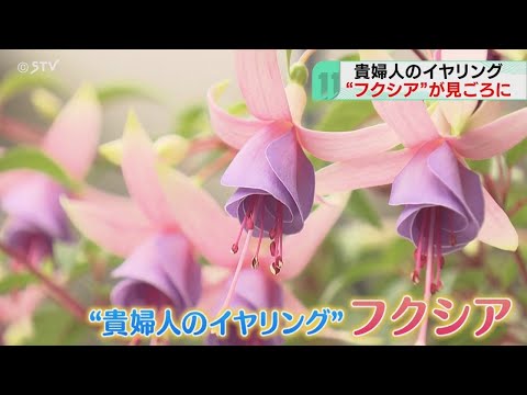 美しいフクシアを手に入れるにはどうすればよいですか？ 4つの秘密が明らかに  庭園