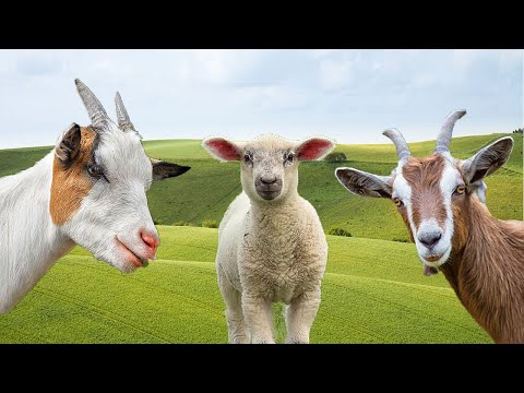 , title : 'Som de Cabra e Ovelha - Sheep and Goat Sounds Effect -  FARM ANIMAL'