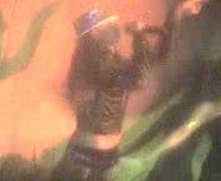 Pachito (Tata Golosa)