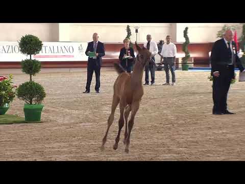 N.95 DONNASARA NIGHT - Italian Nationals 2018 - Futurity Fillies (Class 13)