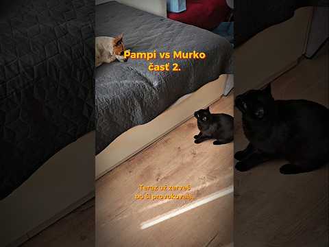 Pampi vs Murko 2. časť. Alebo ako to u nás vyzerá ráno, keď sa popostieľa 🤪. #pampi #murko #pes