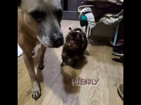 Zara. chocolate yorkie girl