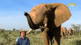 Andy's Wild Adventures - Elephant Safari