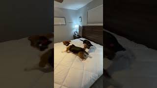 Video preview image #1 Beagle Puppy For Sale in Tampa, FL, USA