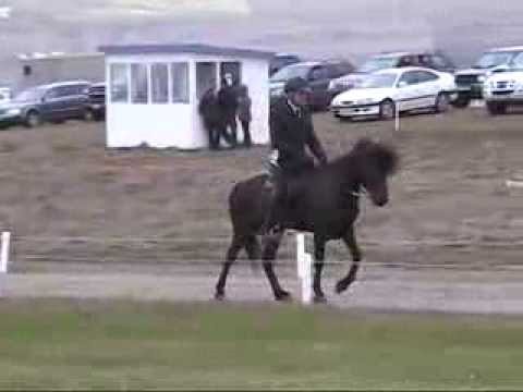 Virðing frá  Sperðli  - Virding from Sperdill