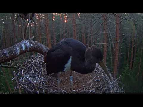 2017/08/12 05h37m ~Usin flies away.. I hear breaking branches~