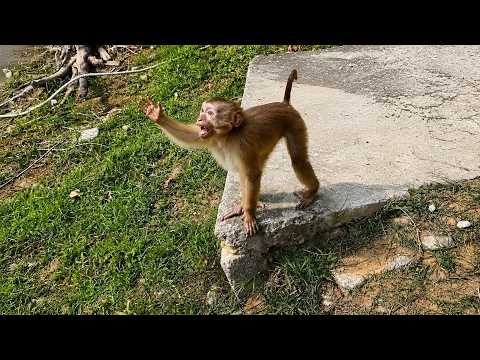Where Is Monkey Kaka From