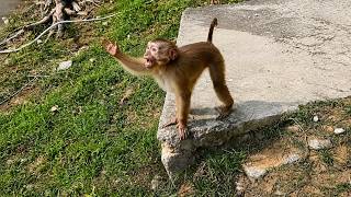 Monkey Kaka raised hand to welcome dad when dad saw arrive.