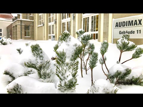 Flockdown Februar 2021