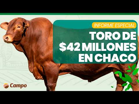 LITORAL CAMPO | Brangus de $42 Millones en el remate de La Emiliana en Quitilipi, Chaco