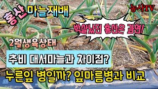 홍산마늘재배, 홍산마늘 2월 생육상태와 추비량?  대서마늘과 홍산마늘 차이점, 유관 공사로 박살났던 홍산마늘…