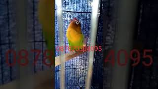 Download lagu LB NGEKEK MANGAP Mahadur -Konslet abis.. mp3