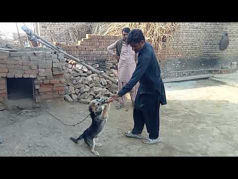 dog ka Salaam lana ka traka @ghulam must fa tea point