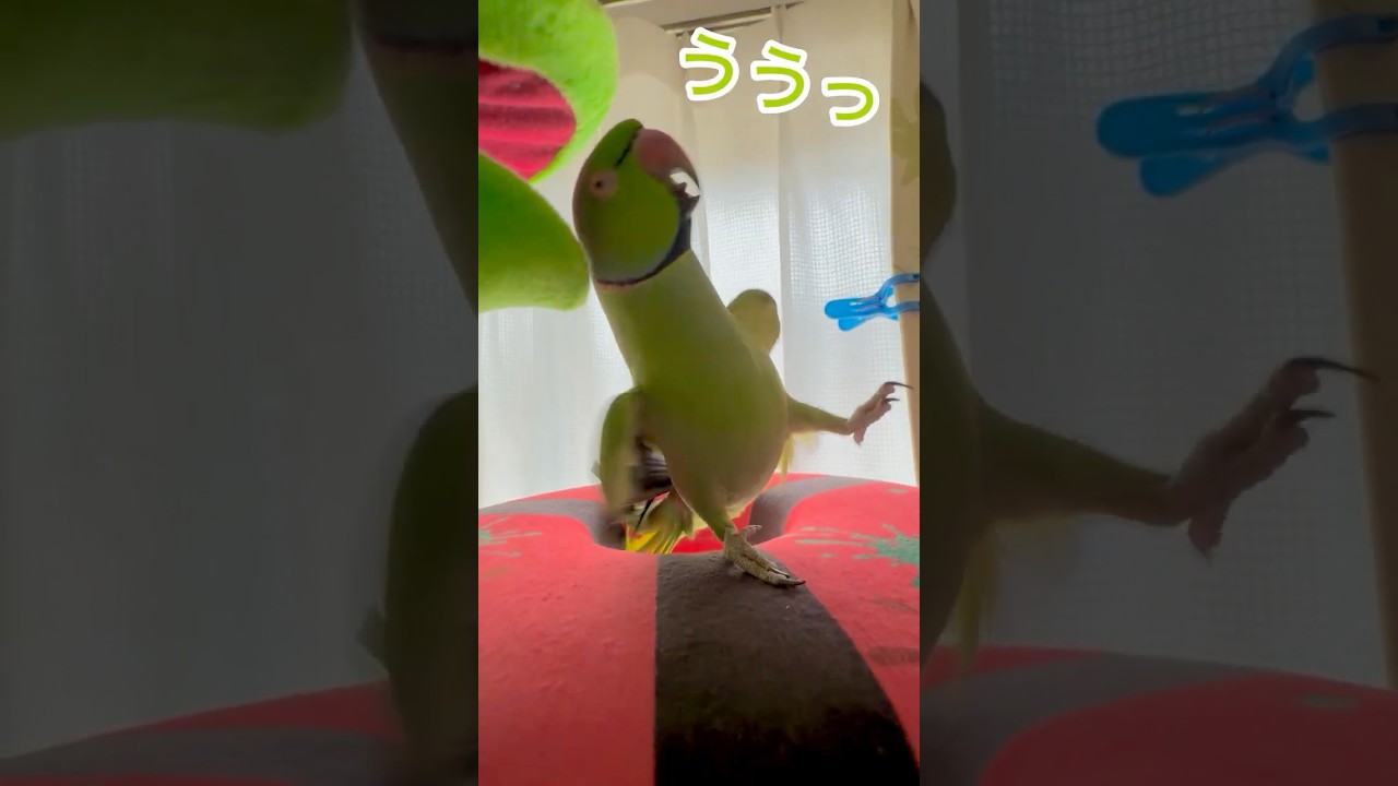 「こんにちは〜みどり!!」「ううっ」まもちゃんの合いの手で張り切りすぎちゃった！ #わさびっちょ #おしゃべりインコ