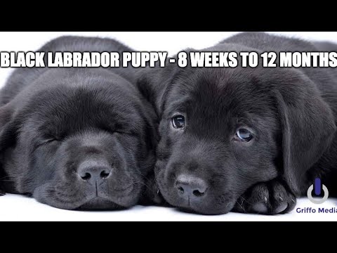Black Lab Puppy from 8 weeks to 1 year Black Labrador
