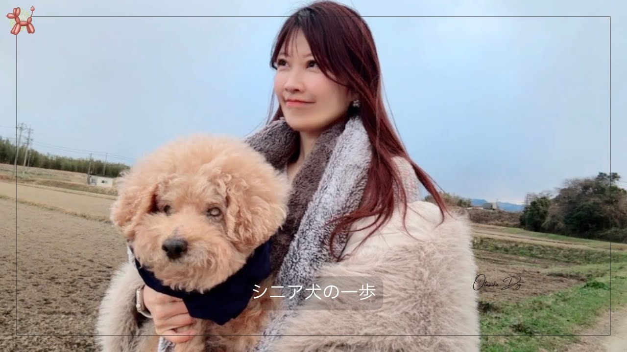 【老犬トイプードル】固まってしまったあの日から…今度は歩ける？