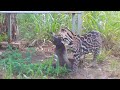 Ocelot vs. Coati - Osa Conservation