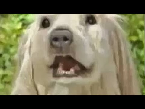 consome panchi😱👻